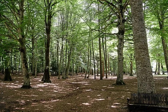 044. Foresta Umbra